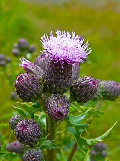 Thistles, Prince Rupert.jpg - Canada thistles ( Cirsium arvense ), Prince Rupert